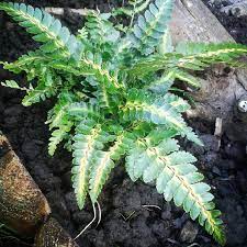 We did not find results for: Arachniodes Aristata Variegata East Indian Holly Fern In Gardentags Plant Encyclopedia
