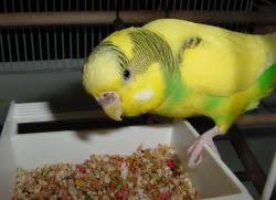 Posting pada jenis burung, tips ditag cucak kombo, cucak kombo gacor, cucak kombo gacor mp3, cucak kombo jantan, cucak kombo macet bunyi, harga cucak kombo, kicau cucak kombo, makanan cucak kombo, suara burung cucak kombo betina. Apa Yang Perlu Memberi Makan Burung Kakak Tua Bergerigi