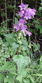 Campanula Trachelium Nettle Leaved Bellflower British Wild Flowers Wild Plants Bellflower