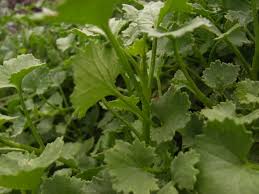 Image result for Cineraria saxifraga