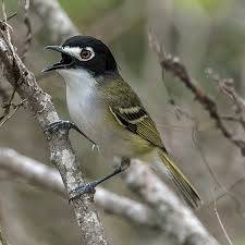 Image result for Virectaria