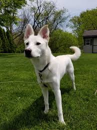 Maybe you would like to learn more about one of these? She May Be A Mutt But I Still Think She S Beautiful Album On Imgur