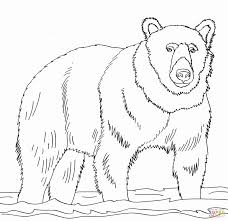Brown Bear Coloring Page Lovely Brown Bear Stands In Shallow Water Coloring Page Bear Coloring Pages Bear Pictures Teddy Bear Coloring Pages