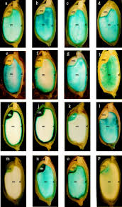 Plant cell tissue and organ culture (pctoc). Evaluation Of Tissue Specificity And Expression Strength Of Rice Seed Component Gene Promoters In Transgenic Rice Qu 2004 Plant Biotechnology Journal Wiley Online Library
