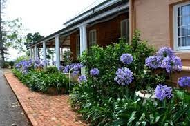 Agapanthus And Pots In Garden Bed Backyard Landscaping Designs Agapanthus In Pots Garden Beds