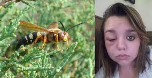 Why are cicada killers so abundant in some areas? Carrollton Resident Allegedly Stung By Cicada Killer Wasp