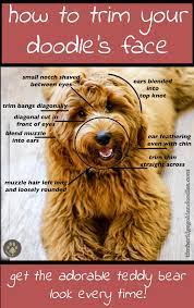 Whether a goldendoodle puppy or an adult, all doods sporting the teddy bear cut are like walking versions of cuddly teddy bears—so irresistibly cute they melt your heart. Teddy Bear Haircut Goldendoodle Online