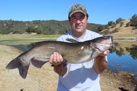 Lake Piru - Fish Reports & Map