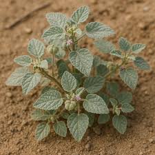 Image result for Chrozophora plicata