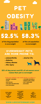 Pet Obesity I Love Veterinary Moving To England Moving To The Uk Travel Jobs