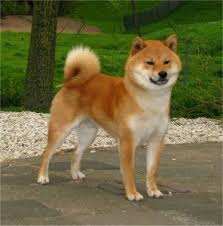 Black And Tan Teacup Shiba Inu Puppy Shiba Inu Dog Breed Information And Pictures Petguide Shiba Inu Dog Shiba Inu Shiba Inu Puppy