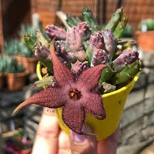 Image result for Geigeria schinzii