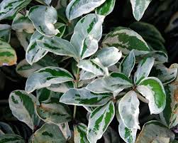 Image result for Acokanthera laevigata