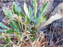 Image result for Aptosimum procumbens