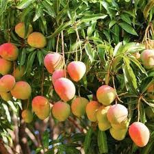 By subscribing you accept the privacy policy. Alphonso Mango Tree Plant All Bangladesh Delivery