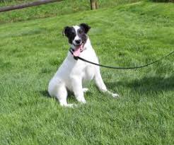 Australian shepherd mix puppies or aussie mixes are affectionate family pets with a mischevious streak. Blue Heeler Mix Puppies For Sale Lancaster Puppies