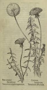 Dandelion Field Book Of American Wild Flowers Being A Short Description Of Their Character And Habits A Concise Flower Drawing Dandelion Botanical Drawings