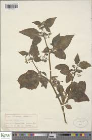 Image result for Solanum scabrum