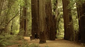 Tall Tree Investment Management