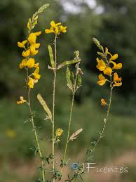 Image result for Adenocarpus