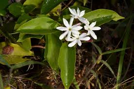 Image result for Jasminum dichotomum