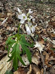 Image result for Ornithogalum flexuosum