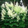 They bloom later than the arendsii hybrids and are more drought and heat tolerant. 1