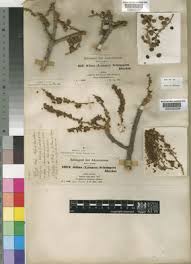 Image result for Lannea schimperi