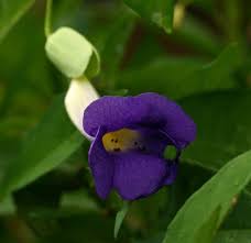 Image result for Thunbergia crispa