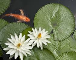 Rivières, canaux et plans d'eau constituent un grand terrain de détente et de loisirs où fourmillent une multitude d'activités : Nenuphar Plantation Et Conseils D Entretien Pour Une Belle Floraison