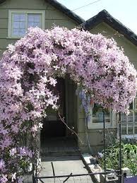 Maybe you would like to learn more about one of these? Clematis Sorten Google Suche Clematis Googlesuche Sorten Clematis Montana Clematis Trellis Clematis Plants