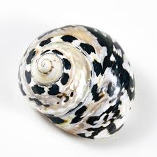 Find great deals on coastal home decor at kohl's today! Natural African Black Gold Shell Conch Specimen Beach Wedding Decor Crafts Coastal Nautical Home Decor Shells For Jewelry Making Shells Starfishes Aliexpress