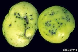 Image result for tomato seedling xanthomonas vesicatoria