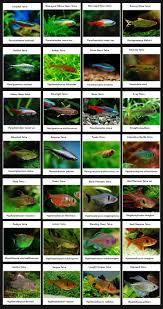 Pin On Fresh Water Fish Tank