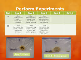 This is a great experiment to show the importance of minimizing our use of plastics. Decomposing Bananas Mrs Turner S 4 Th Grade Class Ppt Download