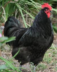 Black Australorp Chicken Egg Color Australorp Rooster Aves De Corral Gallinas Aves