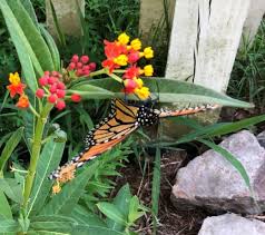 Pin On Garden Ideas