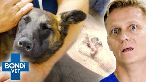 14 year old spaniel needs lifesaving surgery