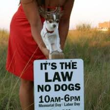 Apple valley animal hospital palm beach equine clinic wellington, fl 33414. Dogs And Pets On The Beach In Virginia Beach Rules To Know