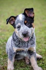 Manage Coat Shedding For Australian Cattle Dog Dog Grooming Tutorial