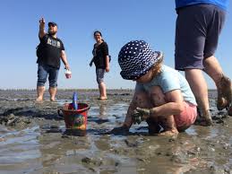 nordsee bauernhof wittmaack beliebtester ferienhof in s h friedrichskoog bauernhofurlaub de unterkunfte