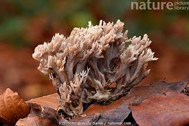 Image result for Clavulina cinerea