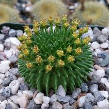 Image result for Euphorbia