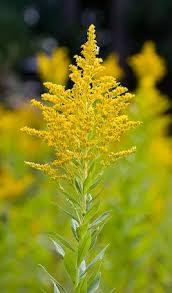 Image result for Solidago