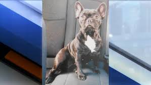 There are animal shelters and rescues that focus specifically on finding great homes for french bulldog puppies. French Bulldog And Her Puppies Stolen From Winter Haven Home