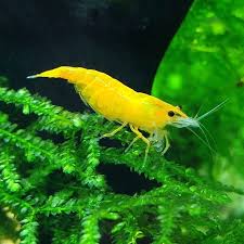 Shrimp Tank In 2020 Shrimp Tank Betta Fish Red Cherry Shrimp