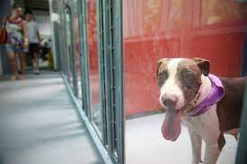 Founded by a las vegas resident, a home 4 spot began operations in march 2009. Las Vegas Shelter Celebrates Cinco De Mayo With 5 Dog Adoptions Las Vegas Review Journal
