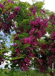 Image result for Margaretta rosea