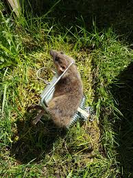 Some simple steps can ensure that you never have a rat problem under your shed. Rats Under The Shed Mpc Pest Control Facebook