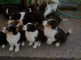 Tri Colour Border Collie Puppies Secunda Free Classifieds In South Africa